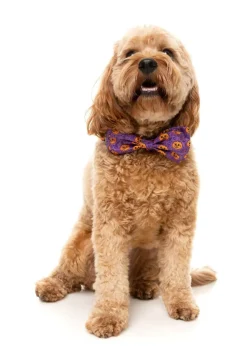 FuzzYard Jack Jack Jackie Lantern - Bowtie - Purple