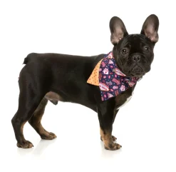 FuzzYard Jackpup - Bandana