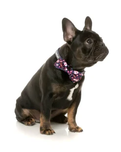 FuzzYard Jackpup - Bowtie