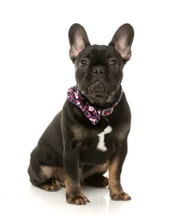 FuzzYard Jackpup - Bowtie