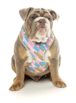 FuzzYard Jiggy Harness