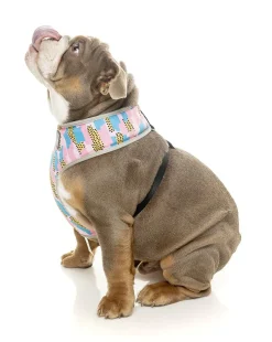 FuzzYard Jiggy Harness