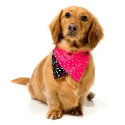 FuzzYard Juicy Pet Bandana