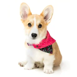 FuzzYard Juicy Pet Bandana