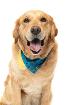 FuzzYard Kings of Gold School Bandana