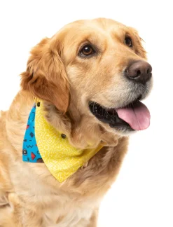 FuzzYard Kings of Gold School Bandana