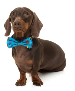 FuzzYard Kings of Gold School Bowtie