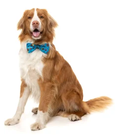 FuzzYard Kings of Gold School Bowtie