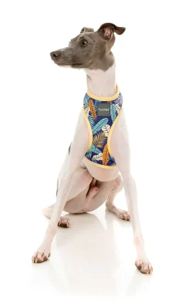 FuzzYard Mahalo Harness