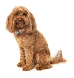 FuzzYard Meat Heads - Dog Collar