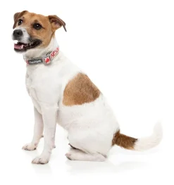 FuzzYard Meat Heads - Dog Collar