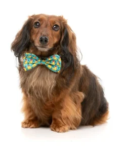 FuzzYard Merry Quackmas - Dog 2 Pack