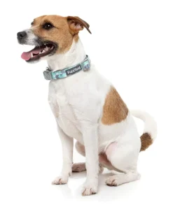 FuzzYard Mint Fizz - Dog Collar