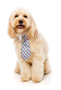 FuzzYard Monsieur Guava Necktie