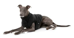 FuzzYard Mosman Puffer Jacket - Black