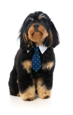 FuzzYard Mr. Carrington Necktie