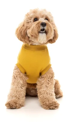 FuzzYard Mustard Street Sweater