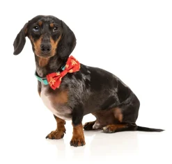 FuzzYard Naughty Ginger - Bowtie