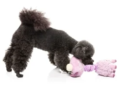 FuzzYard Neck Minnits - Neckita The Llama