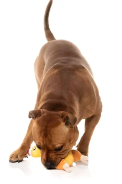 FuzzYard Never Skip Leg Day Chook - Dog Toy