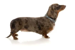 FuzzYard Northcote Collar