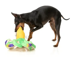 FuzzYard Octo-Posse Dog Toy - Octo the Outrageous