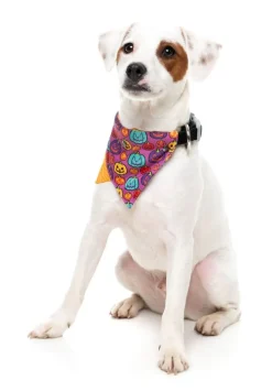 FuzzYard Oh My Gourd! - Dog 2 Pack