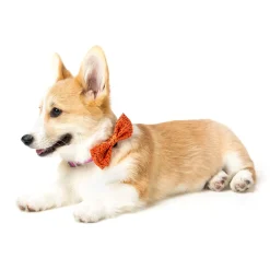 FuzzYard Orange Safari Pet Bowtie