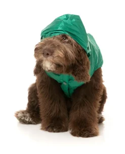 FuzzYard Ormond Raincoat - Green/Beige