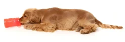 FuzzYard Pina Coolada Freeze - Interactive Chew Toy