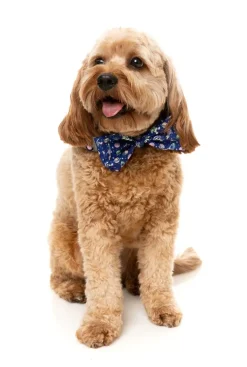 FuzzYard Pluto Pup - Bowtie