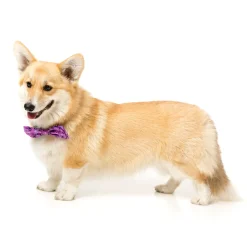 FuzzYard Prince Pet Bow Tie