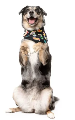 FuzzYard Rep It - Merit Bandana