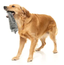 FuzzYard Run Along Raccoon - The Yeetz - Dog Toy
