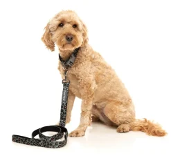 FuzzYard Savanna - Dog Collar