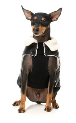 FuzzYard Sebastian Jacket - Black