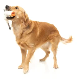 FuzzYard See-ya Seagull - The Yeetz - Dog Toy
