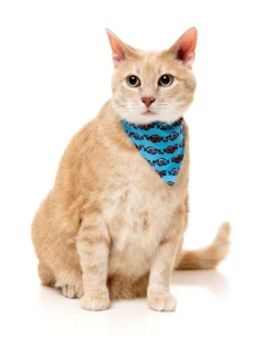 FuzzYard Soy Sauce Fish - Cat Fashion Pack