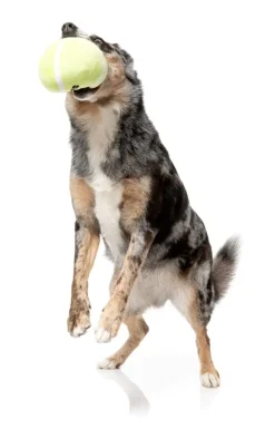 FuzzYard Tennis Ball - Dog Toy