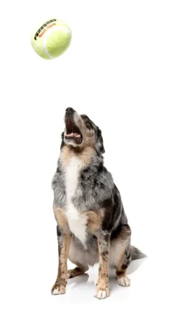 FuzzYard Tennis Ball - Dog Toy