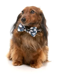 FuzzYard That's The Spirit - Dog 2 Pack