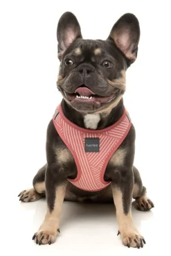 FuzzYard Thornbury - Brick Red - Dog Step In Harness