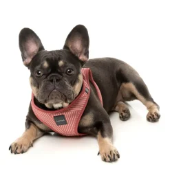 FuzzYard Thornbury - Brick Red - Dog Step In Harness