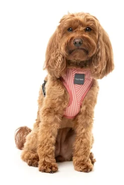 FuzzYard Thornbury - Brick Red - Dog Harness