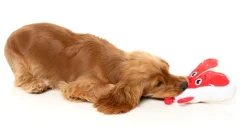 FuzzYard Tim Tee-Bowne - Dog Toy