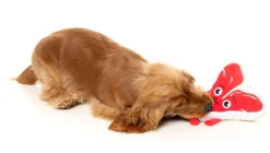 FuzzYard Tim Tee-Bowne - Dog Toy