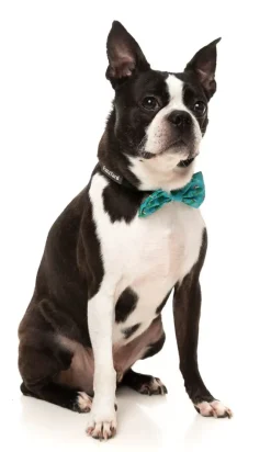 FuzzYard Tree Rex - Bowtie