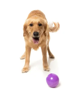 FuzzYard Truth Tellin' Treat Ball - Interactive Chew Toy
