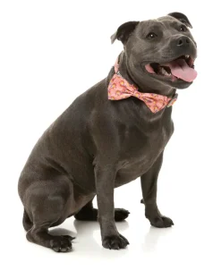 FuzzYard Two-Cans - Bowtie