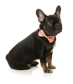 FuzzYard Two-Cans - Bowtie